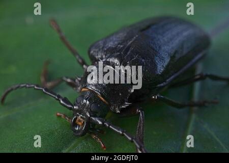 Primo piano di Pionus coriarius femminile una specie di scarabeo di longhorn noto anche come il conciatore o il sawyer Foto Stock