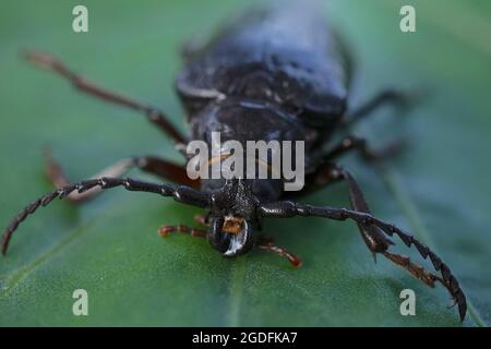 Primo piano di Pionus coriarius femminile una specie di scarabeo di longhorn noto anche come il conciatore o il sawyer Foto Stock