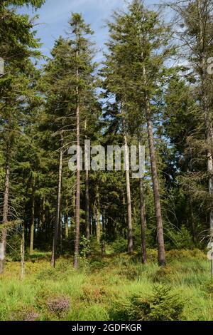 Hohes Venn in Belgio, moor in Europa Foto Stock