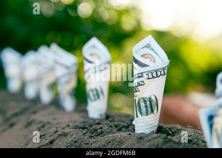 Immagine di banconote rotolate intorno a piante sul terreno per attività commerciali, risparmio, crescita, concetto economico. Guadagnare soldi in agricoltura. Produzione di raccolto redditizia Foto Stock