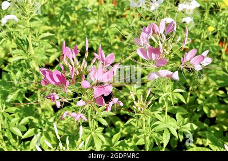 Bel fiore, fresco Pink Cleome Spinosa o Spiny Spider Fiori in UN giardino, mangiato come un vegetale o Ded alla zuppa. Foto Stock