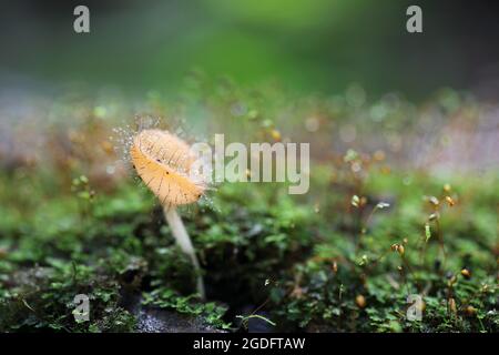 Tazza di funghi Cookeina Sulcipes in primo piano Foto Stock