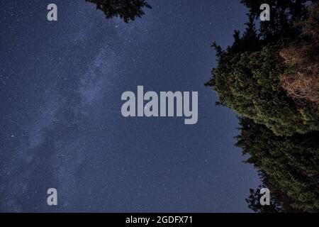 Cielo di notte con innumerevoli stelle e galassia Via lattea sopra un albero verde di notte nella Foresta Nera, Germania. Foto Stock