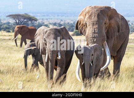 Mandria di elefanti africani, loxodonta africana, a piedi attraverso le praterie del Parco Nazionale Amboseli, Kenya. Il toro elefante è Tusker Tim, un sup Foto Stock
