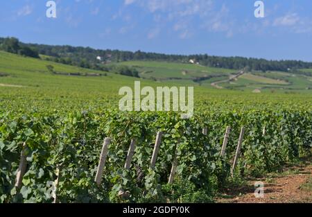 I vigneti Clos Les Teurons di Hospice de Beaune a la Montagne verso Savigny Les Beaune, Beaune FR Foto Stock