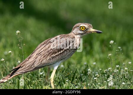 Riccio in pietra eurasiatica (Burhinus oedicnemus) Foto Stock