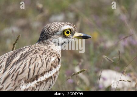 Riccio in pietra eurasiatica (Burhinus oedicnemus) Foto Stock