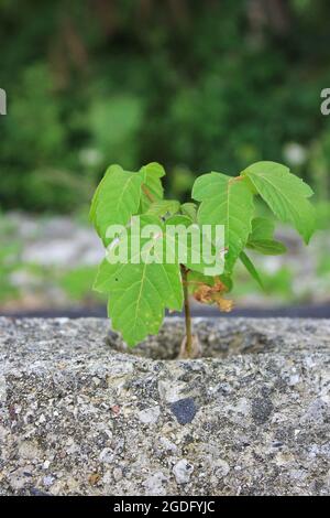 Avido di veleno e piante selvatiche che crescono al sole estivo su un marciapiede di strada. Foto Stock