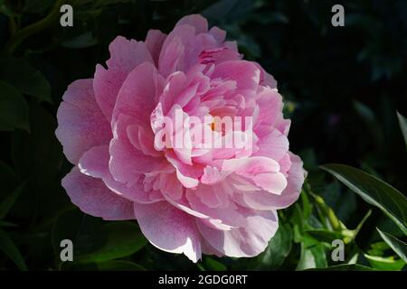 Peony l'alba. Fiore doppio rosa di peonia. Bella rosa fiore di peonia nel giardino.