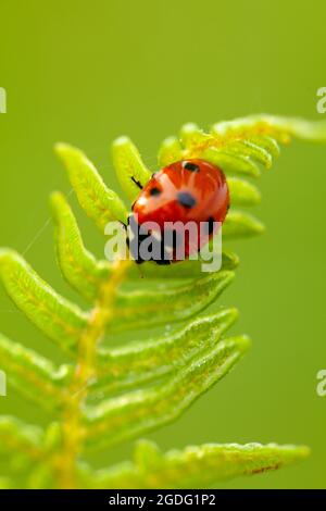 Macro ladybird rosso su un felce verde e sfondo verde. Natura naturale sfondo di un bug e di un insetto Foto Stock