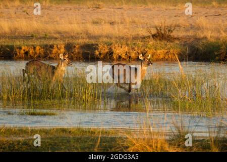 Waterbuck (Kobus ellipsiprymnus), Mana Pools, Zimbabwe Foto Stock