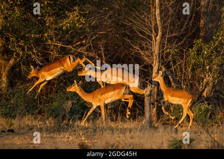 Impala (Aepyceros melampus), Mana Pools, Zimbabwe Foto Stock