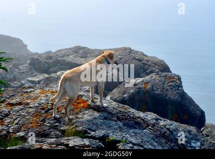 Il cane Labrador giallo in piedi su una sporgenza di roccia guarda fuori nella nebbia sopra la baia di Penobscot nella costa Maine. Spazio di copia. Foto Stock