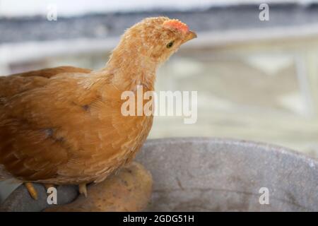 Un piccolo pollo è seduto. Ritratto di pollo. Foto Stock