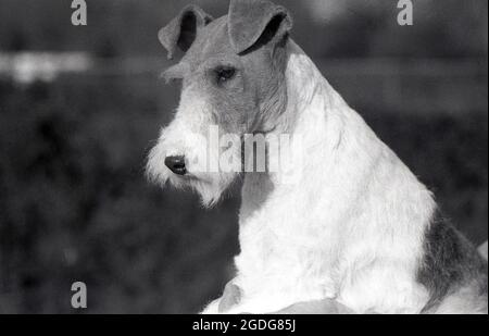 1955, storico, ritratto di uno show dog vincitore di premi, un wire fox terrier, Inghilterra, Regno Unito. Con il suo aspetto distintivo, il suo cappotto di wiry e le caratteristiche espressive, il filo è stato storicamente un cane di successo spettacolo e una presenza popolare in film e televisione. Un cane amichevole, imminente e senza paura, in Inghilterra, dal 1870, filo e liscio Fox Terriers sono stati riconosciuti come razze separate, a differenza degli Stati Uniti, quando non sono stati riconosciuti come razze distinte fino al 1985. Foto Stock