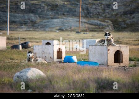 Cani da slitta che riposano in bassa stagione, Iqaluit, Baffin Island. Foto Stock