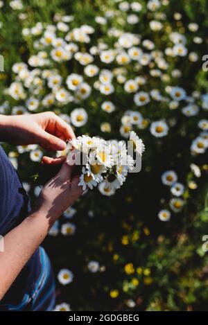 Le mani del bambino tengono il mazzo delle margherite in un campo dei fiori. Foto Stock