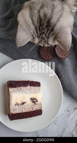 Gatto scozzese grigio accanto alla torta e biscotti Foto Stock