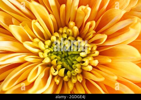 Primo piano di un bel fiore arancione Chrysanthemum Foto Stock