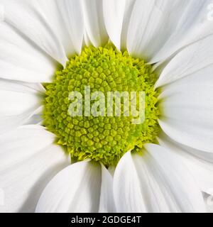 Primo piano del centro di un fiore bianco di Chrysanthemum Foto Stock