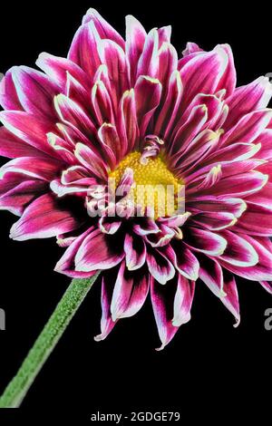 Bel fiore viola di Chrysanthemum, fotografato su uno sfondo nero semplice Foto Stock