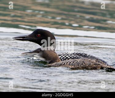 loon comune con il bambino giovane immaturo loon nella sua fase crescente nuoto fianco a fianco nel loro ambiente e habitat circostante. Immagine. Verticale. Foto Stock