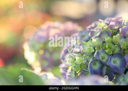 il fiore di hydrangea primo piano in sumrise Foto Stock