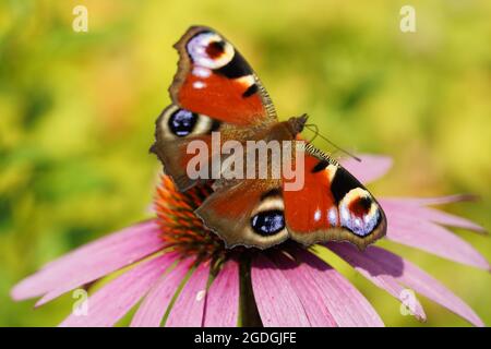 farfalla di pavone su echinacea fiore rosa in giornata di sole luminoso in giardino rurale. Foto Stock