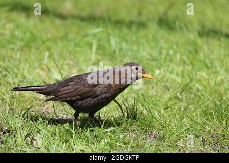 AMSEL oder Schwarzdrossel / Blackbird / Turdus merula Foto Stock