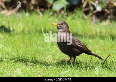 AMSEL oder Schwarzdrossel / Blackbird / Turdus merula Foto Stock