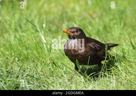 AMSEL oder Schwarzdrossel / Blackbird / Turdus merula Foto Stock