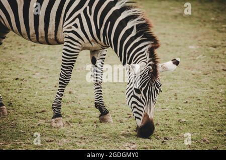 Zebra (Equus) mangiare erba sulla savana Foto Stock