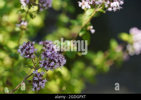Fuoco selettivo su marjoram selvaggio lilla con ape su sfondo scuro in giornata di sole. Foto Stock