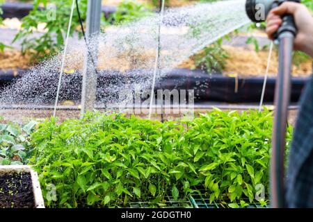 Coltivatore acque germogli vegetali all'interno di una serra di orto biologico Foto Stock