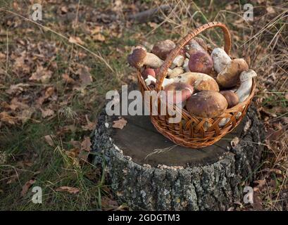 cesto di paglia di vimini riempito di funghi si trova su un ceppo di alberi nella foresta. hobby per raccogliere i funghi. Messa a fuoco selettiva. Stagione autunnale Foto Stock