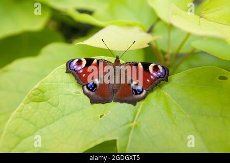 Farfalla pavone Foto Stock
