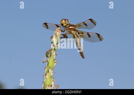 Un Dragonfly Skimmer dipinto (Libellula semifasciata) è appollaiato su un gambo verde in Virginia. Foto Stock