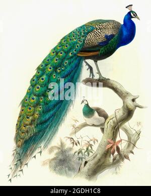 Joseph Smit illustrazione esotica dell'uccello vintage - Pavo cristatus Foto Stock