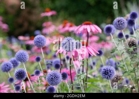 Echinops ritro 'Veitchs blue' e Echinacea purpurea. Globo thistle fiori e fiori di coneflowers in un giardino inglese Foto Stock