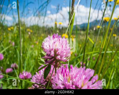 Primo piano di alcuni fiori del trifoglio (Lat: Trifolium pratense) tra piante d'erba e cielo blu con nuvole sullo sfondo. Foto Stock