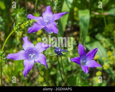 Primo piano di tre fiori del campanula latifolia di fronte ad uno sfondo naturale sfocato in Baviera. Foto Stock