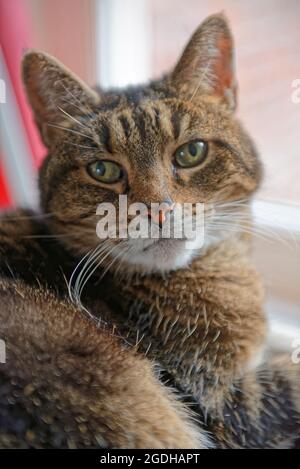 Primo piano ritratto di un gatto tabby Foto Stock