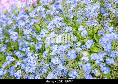 Dimentica-me-non fiori. (lat. Myosotis sylvatica) basso DOF! Foto Stock
