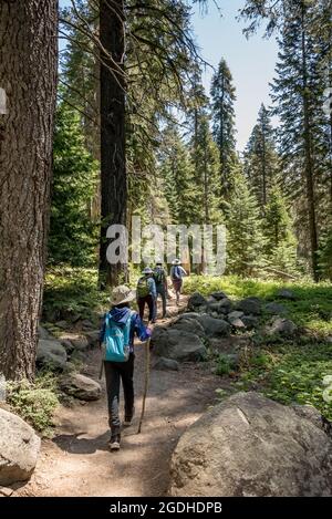 Una famiglia di quattro escursioni il Tokopah Falls Trail attraverso una foresta di pini lodgepole e abeti rossi con massi accanto al percorso. L'escursione più giovane Foto Stock