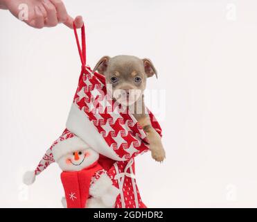 Chihuahua Puppy.regalo di Natale. Piccolo cucciolo in un stivale di Natale. Primo piano. Banner. Ampio spazio per il testo Foto Stock