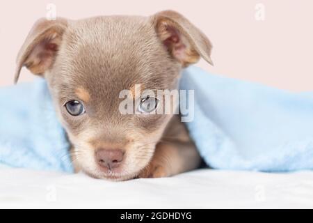 Cucciolo di Chihuahua. Il cucciolo guarda nella fotocamera. Il cucciolo si trova sotto la coperta sul letto. Macro. Foto Stock