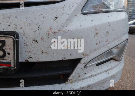 Insetti su vernice auto, midges rotti. Insetti uccisi sul paraurti della macchina Foto Stock