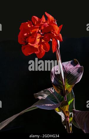 Aperto gladioli fiori gialli su sfondo scuro nel giardino Gladioli rosa isolato su sfondo nero gladiolo rosa pallido riccamente su una bà scura Foto Stock
