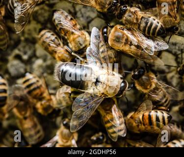 La bee di miele del drone sulla parte superiore delle punte del lavoratore sul telaio del miele Foto Stock