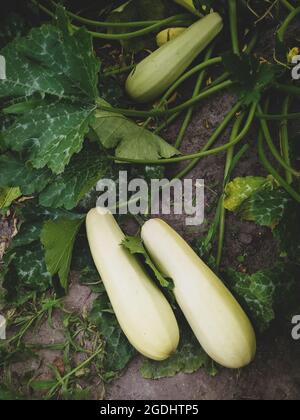 Due marrane di verdure appena raccolte a terra in giardino Foto Stock